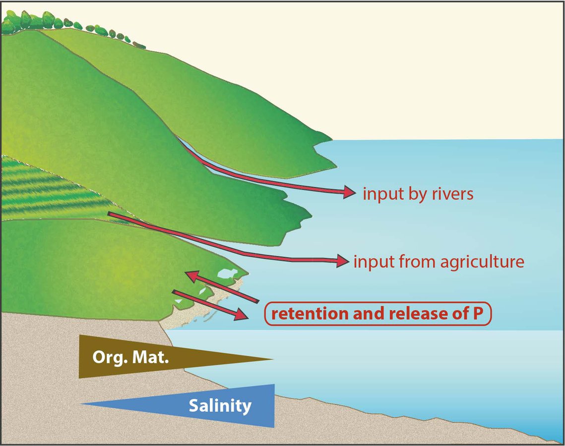 Topic B3 focuses on the effect of salinity and redox gradients on the phosphorus cycling in the transition zone between peatland and Baltic Sea.