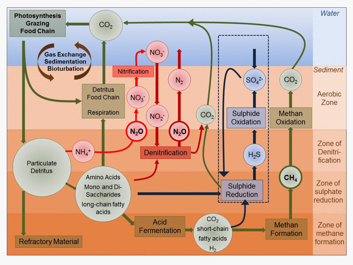 Schematic of microbial processes in sediments and water which will (in part) be studied in the project
