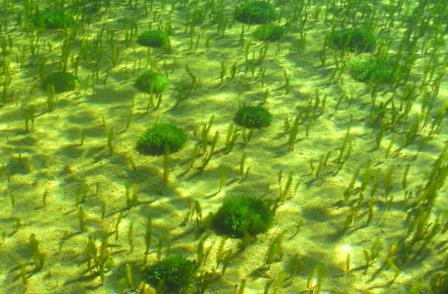Macrophyte stands in a sheltered lagoon.