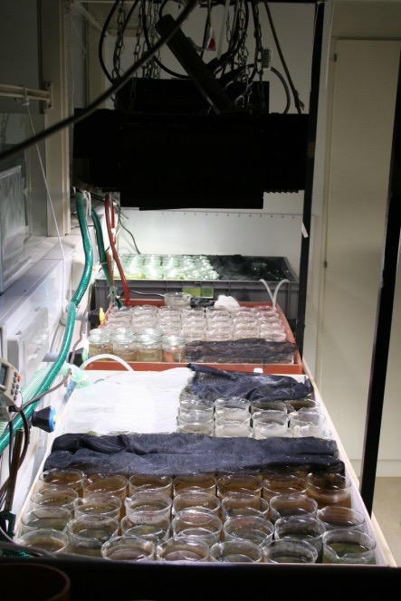 Laboratory setup for determination of viability of diaspore banks.