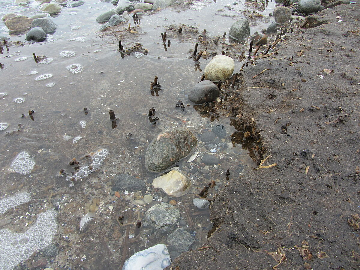 Peat at the shoreline of the Baltic Sea