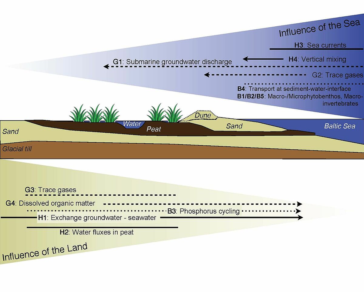 All research (PhD) topics are based in one research field (solid lines: hydro-dynamic; dashed lines: (bio)geochemical; dotted lines: biological) and approach their objects of interest either from the land or from the sea side. The numbers refer to the PhD topics.