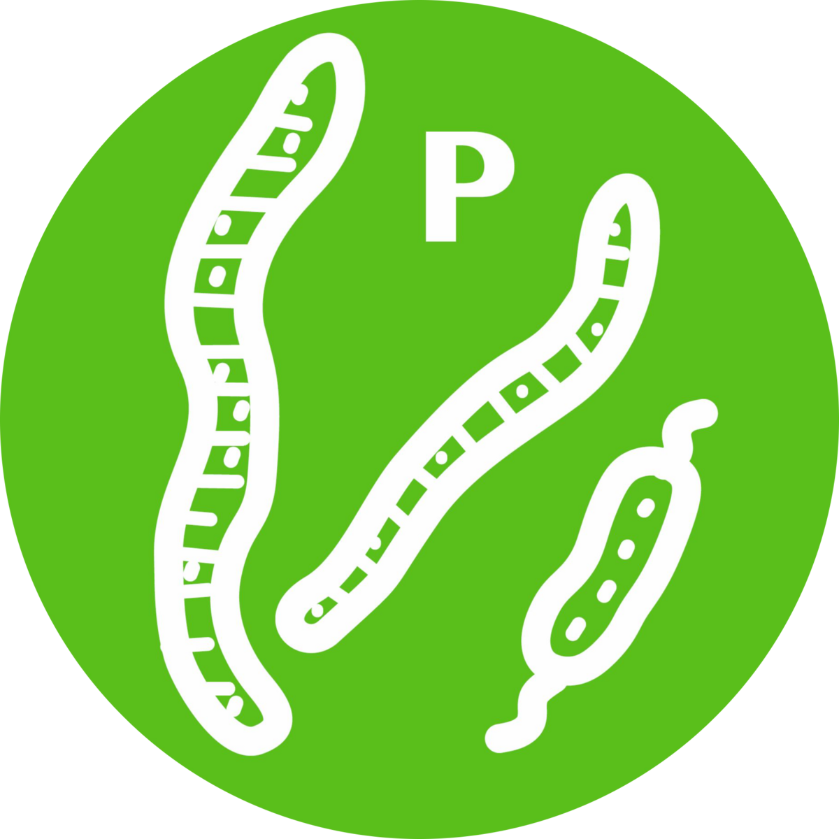 B3: Microbial life and the P cycle along the terrestrial to marine gradient