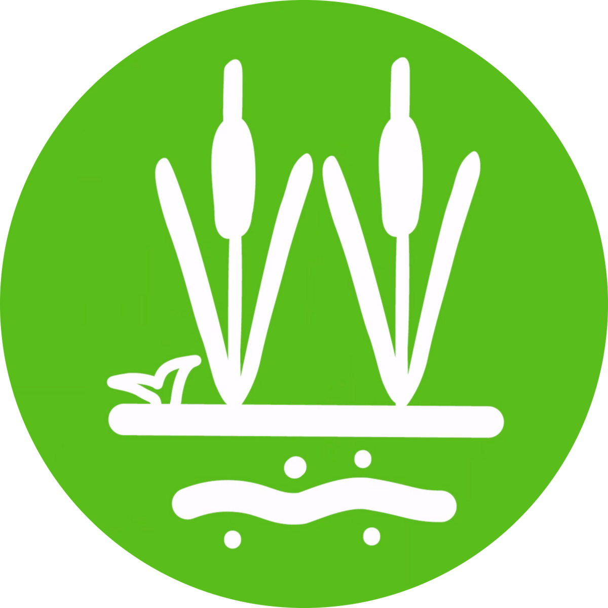 B1: Salinity effects on macrophyte communities and organic matter exchange