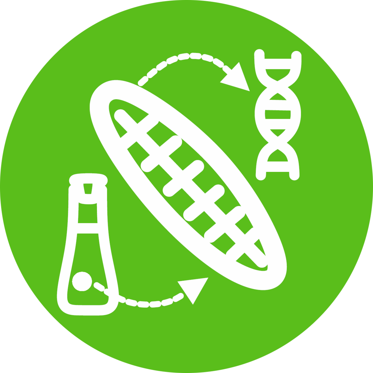 B2: Microphytobenthic primary production in bioflims along terrestrial- gradients