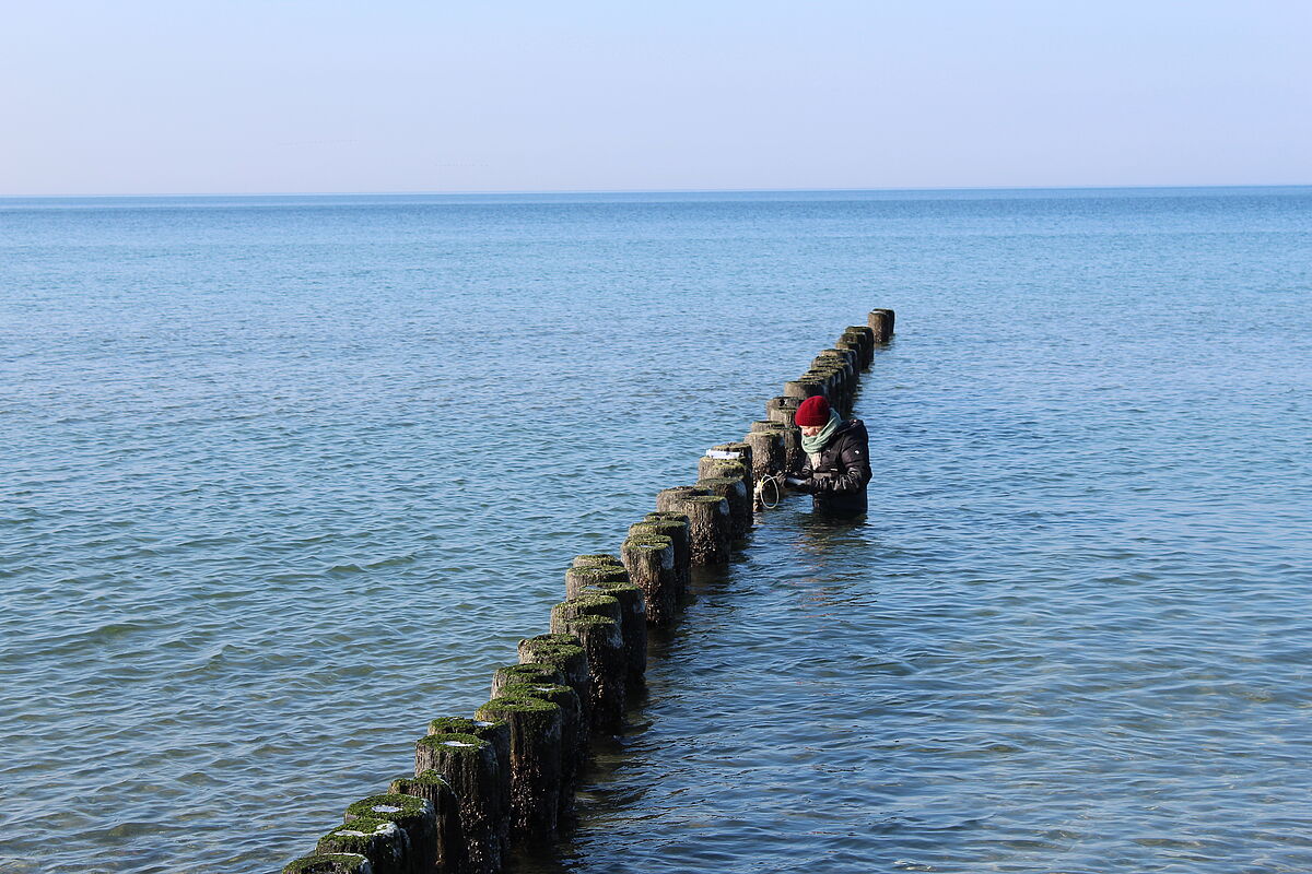 PhD student (JW) takes samples with the porewater lances in the study site "Hütelmoor" near Rostock, supported by assistant (BR) and supervisor Prof. M.E.B. (IOW), 14.02.2018 (Photo: N. Geißler/Baltic TRANSCOAST)