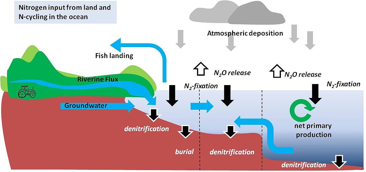 Example of the coastal nitrogen cycle.