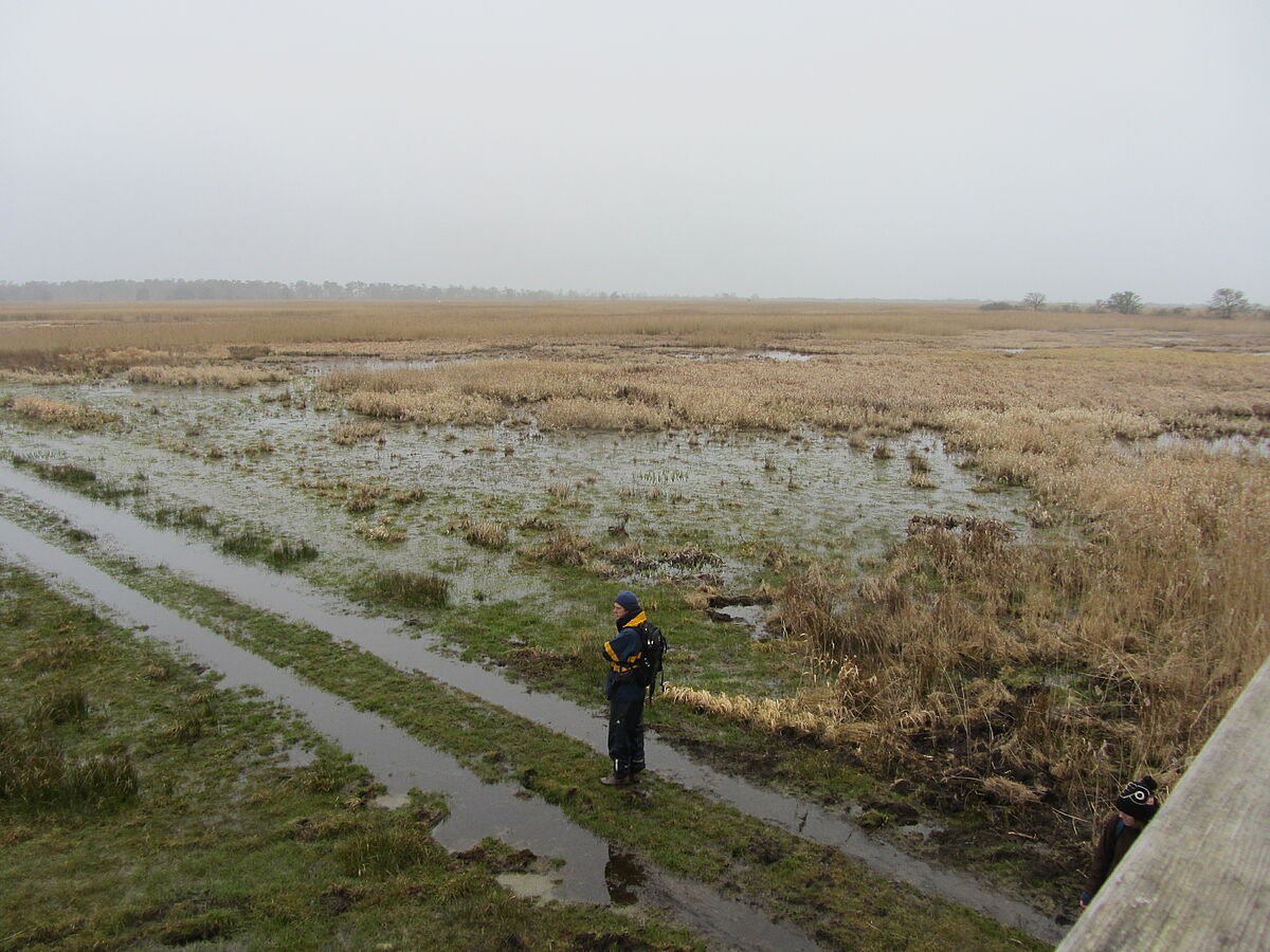 PhD students of the DFG Research Training Group Baltic TRANSCOAST observed the peatland and the wonderful flora and fauna